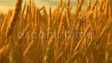 <strong>黄穗</strong>在风中摇摆。 成熟的谷物在天空中收获。 美丽的天空，一片田野上有云彩